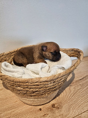 Staffords Slim Precious - Staffordshire Bull Terrier - Portée née le 20/09/2024