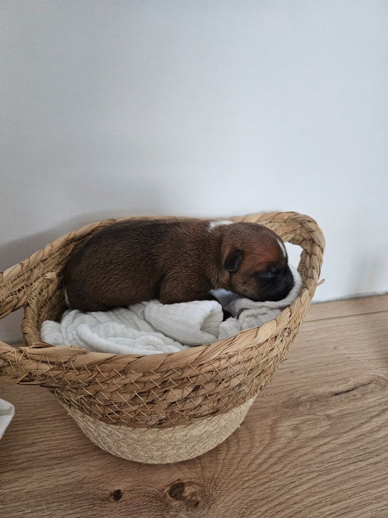 Staffords Slim Precious - Chiot disponible  - Staffordshire Bull Terrier