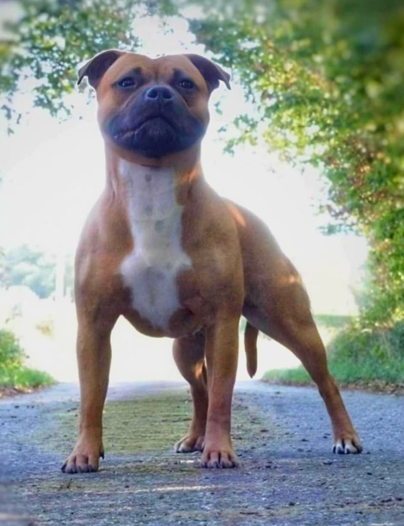 CH. Vicky Staffords Slim Precious